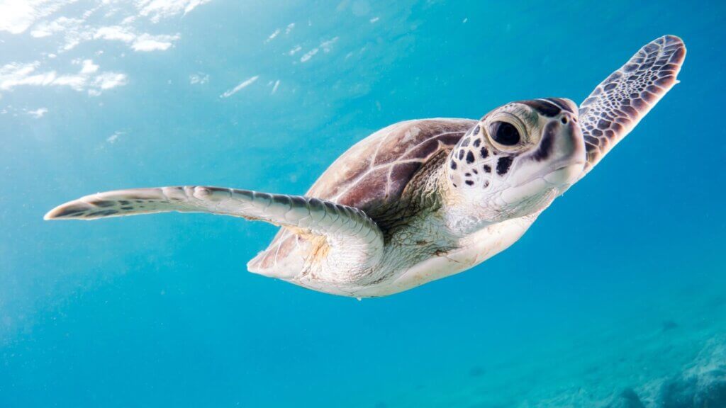 Image from Unsplash of a sea turtle