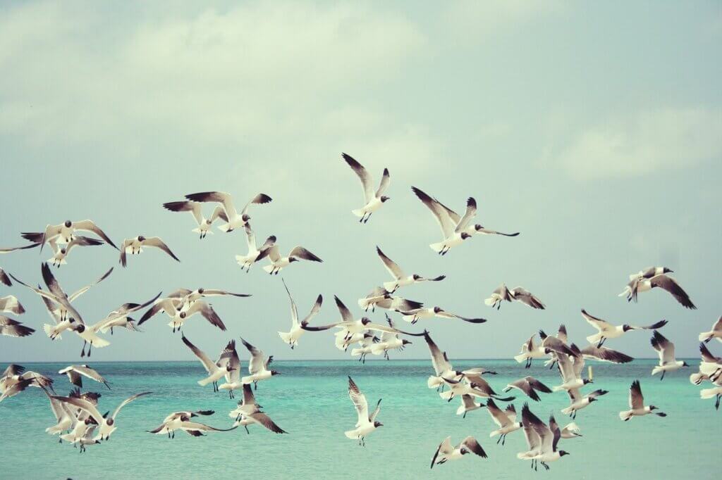 Image from Pixabay of a flock of seagulls