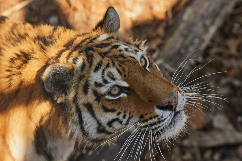 Image from Unsplash of a tiger