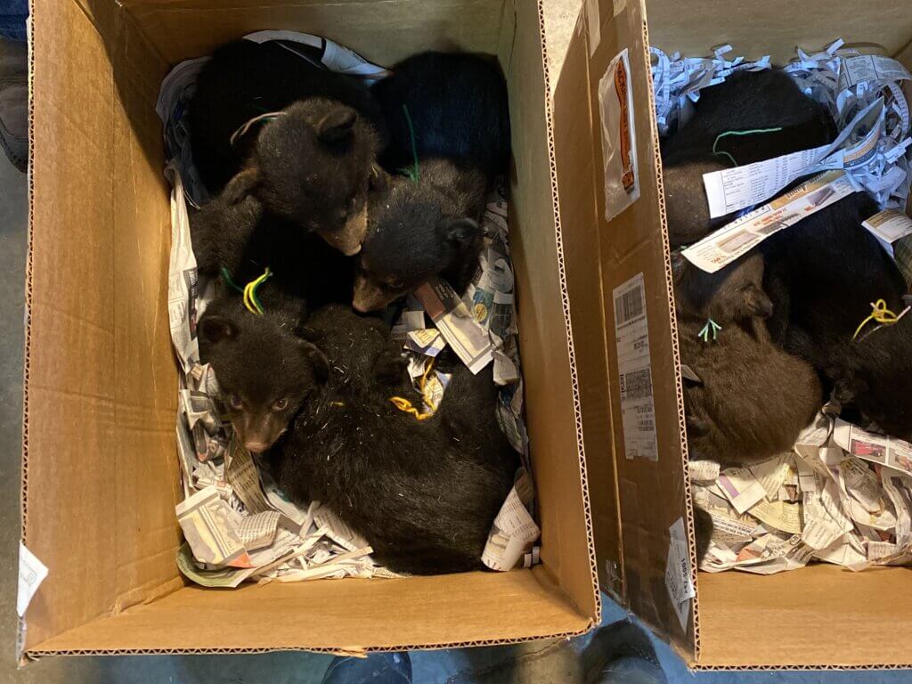 PETA-owned image of bear cubs in box from https://investigations.peta.org/bear-country-usa/