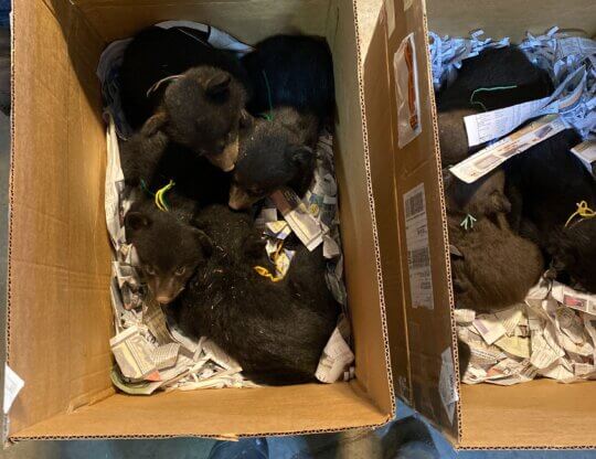 PETA-owned image of bear cubs in box from https://investigations.peta.org/bear-country-usa/