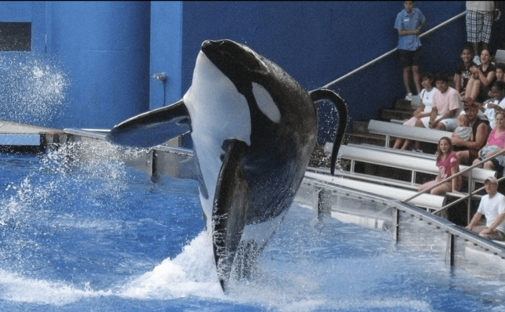 Image from IMDb of an orca from "Blackfish"