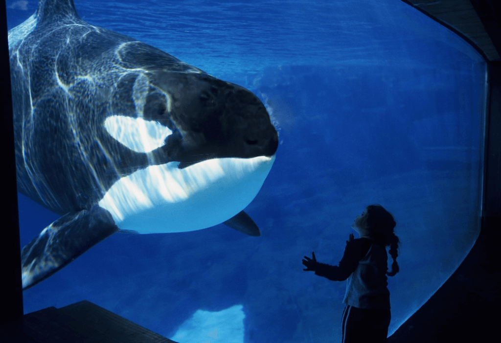 Image from IMDb of an orca from "Long Gone Wild"