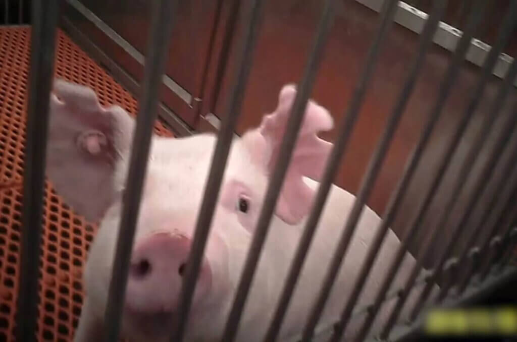 Image of a pig from PETA's OHSU AA