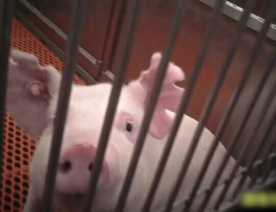 Image of a pig from PETA's OHSU AA