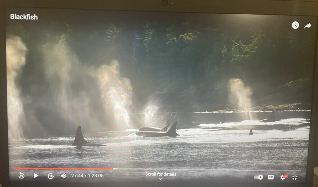 PETA-owned screenshot of "Blackfish"