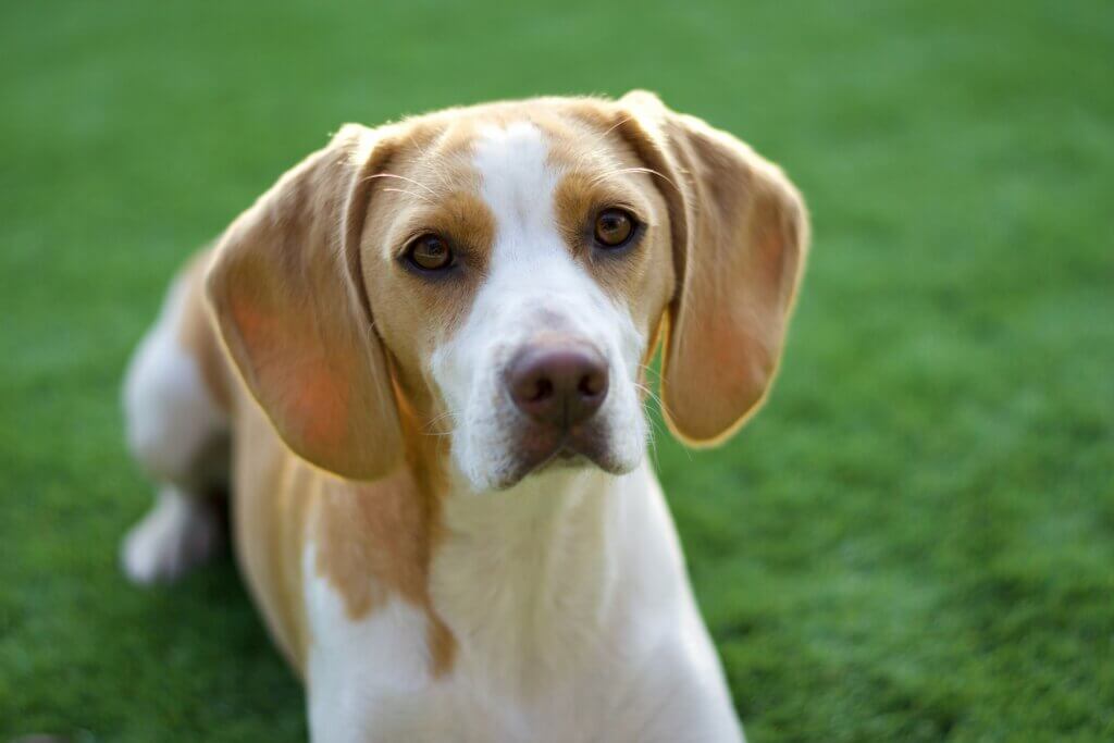 Image from Unsplash of a beagle