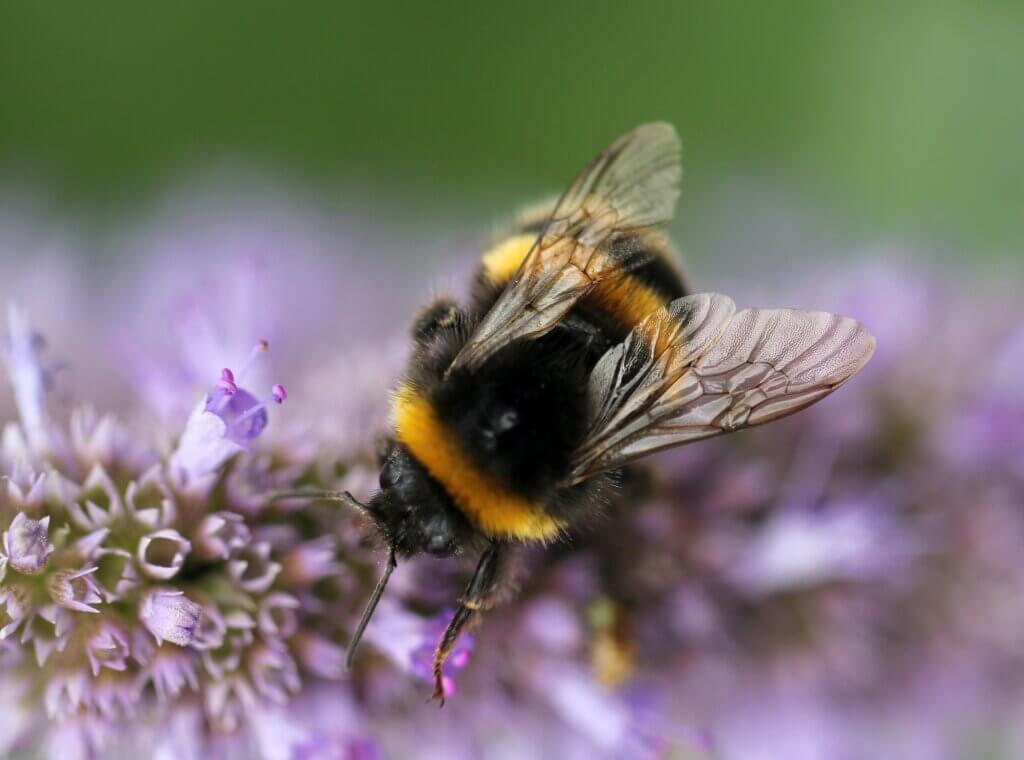 Image from Unsplash of a bee