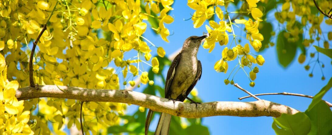 Image from Unsplash of a bird in a tree