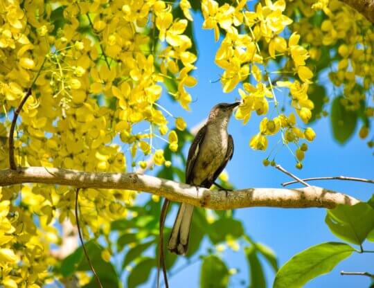 Image from Unsplash of a bird in a tree