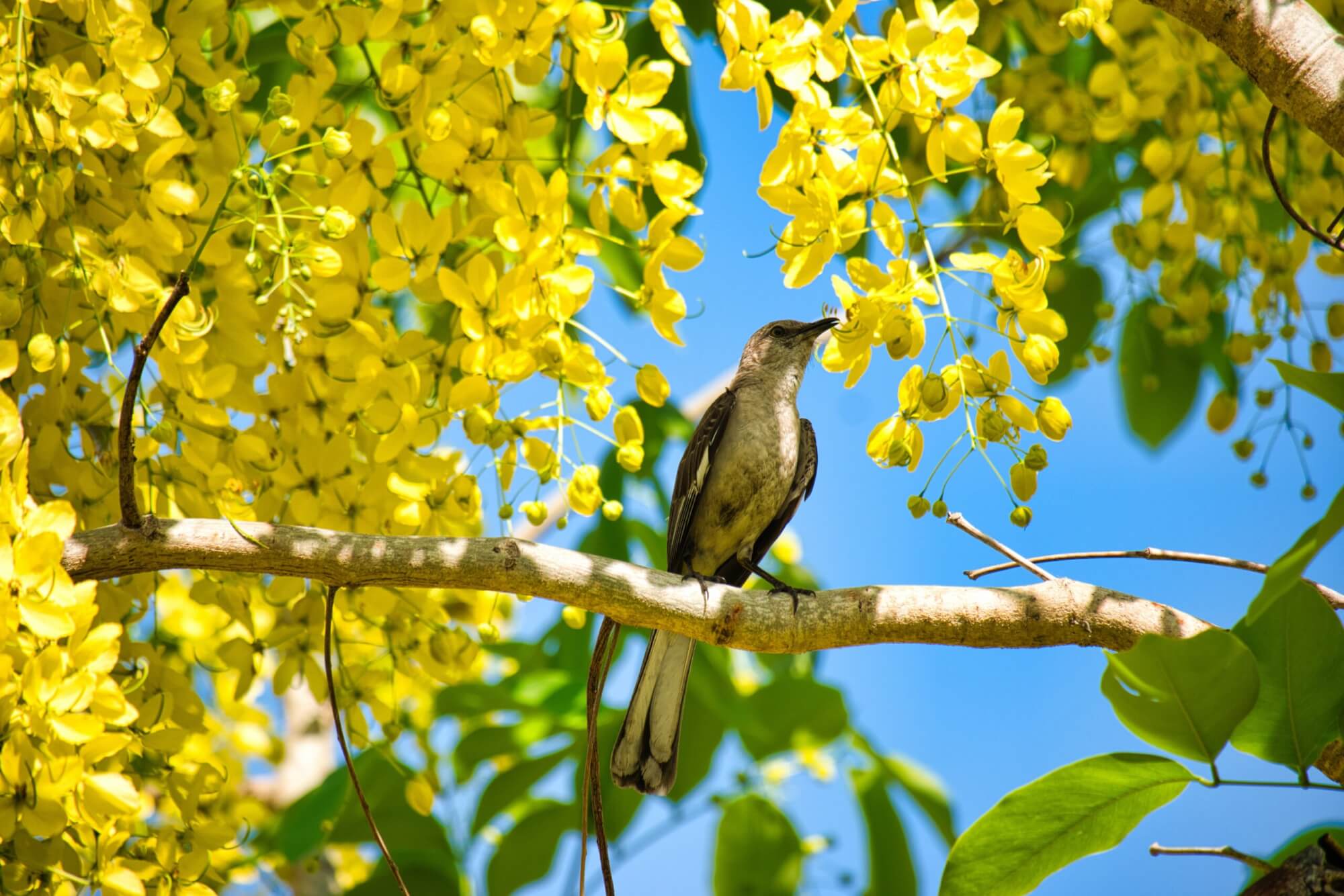 Image from Unsplash of a bird in a tree