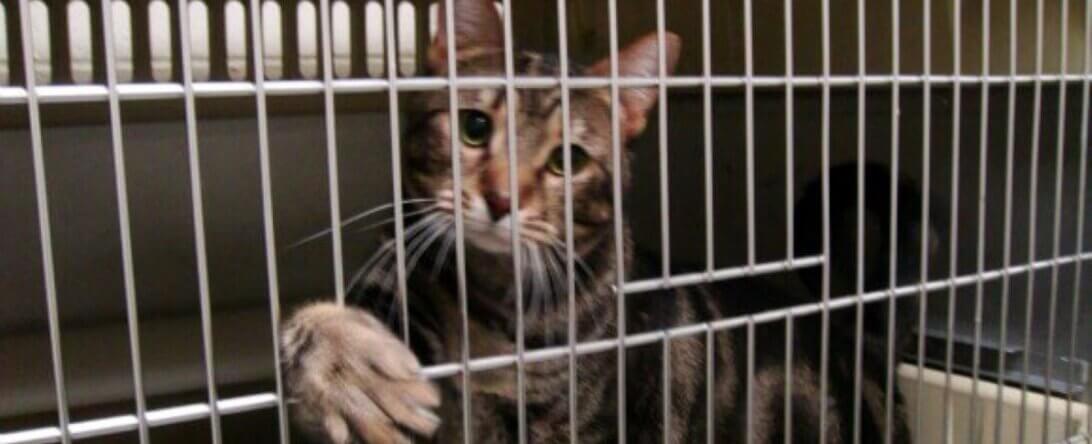 PETA-owned image of a cat in a cage