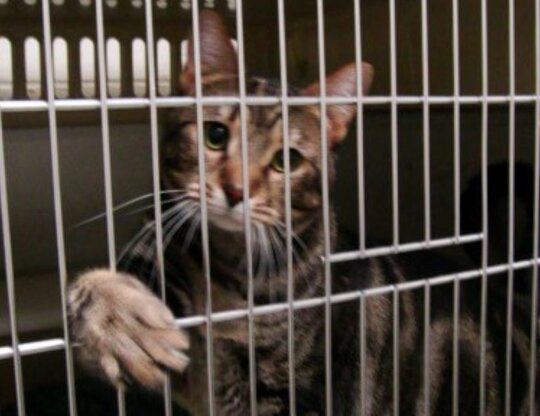 PETA-owned image of a cat in a cage