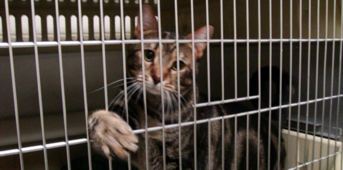 PETA-owned image of a cat in a cage