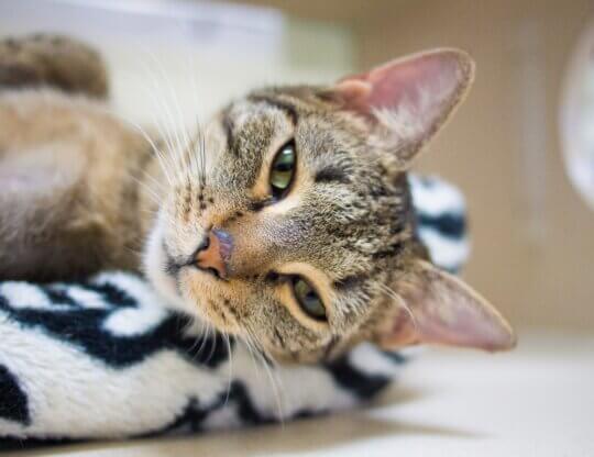 Image from Unsplash of a cat in a shelter