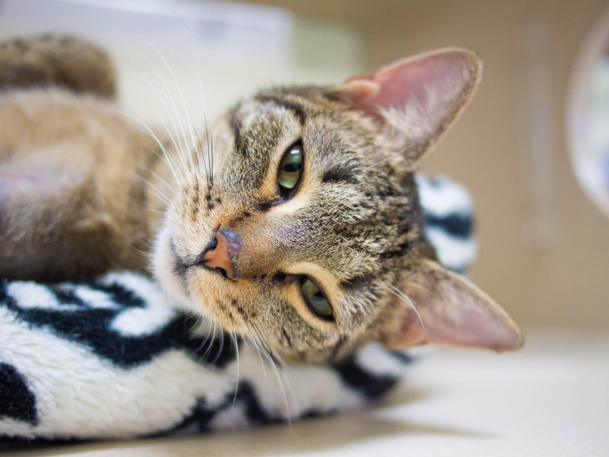 Image from Unsplash of a cat in a shelter