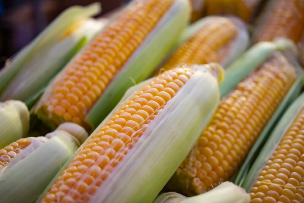 Image from Unsplash of corn