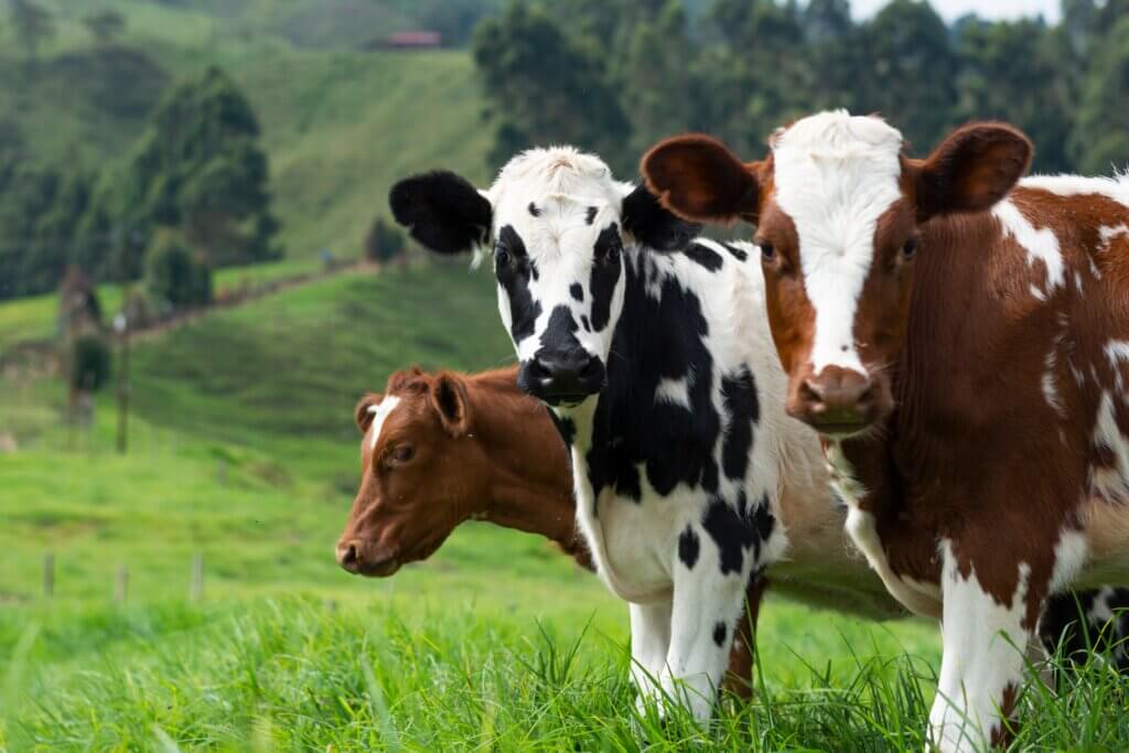 Image from Unsplash of cows in a field