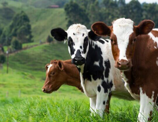 Image from Unsplash of cows in a field
