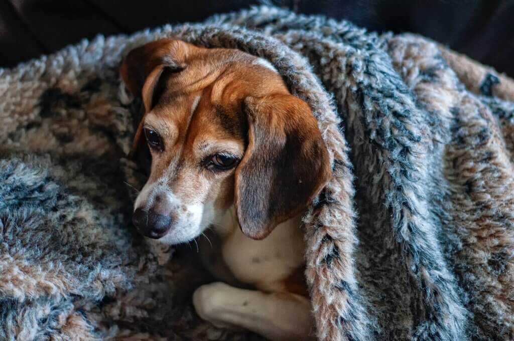Image from Unsplash of a dog in a blanket