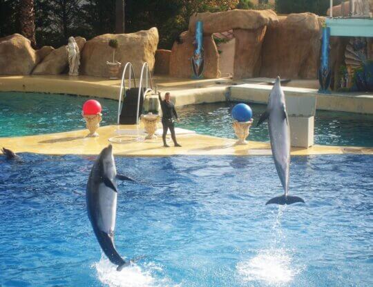 PETA-owned image of dolphins at SeaWorld