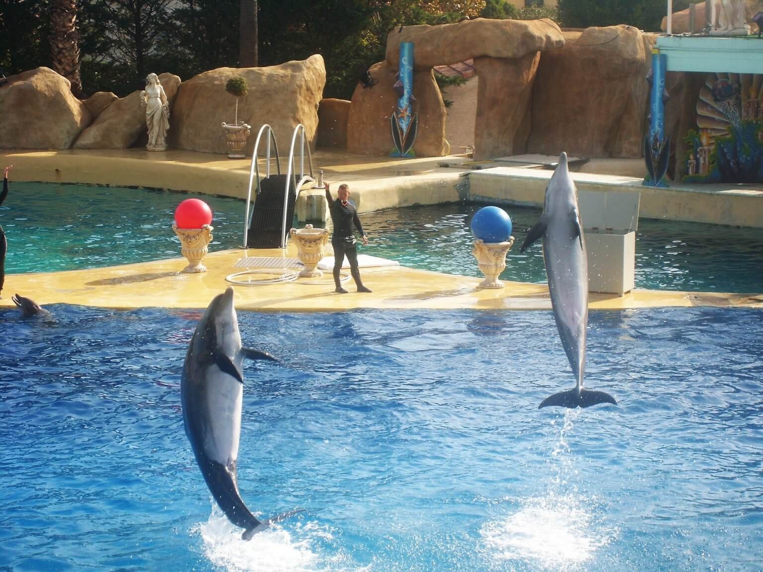 PETA-owned image of dolphins at SeaWorld