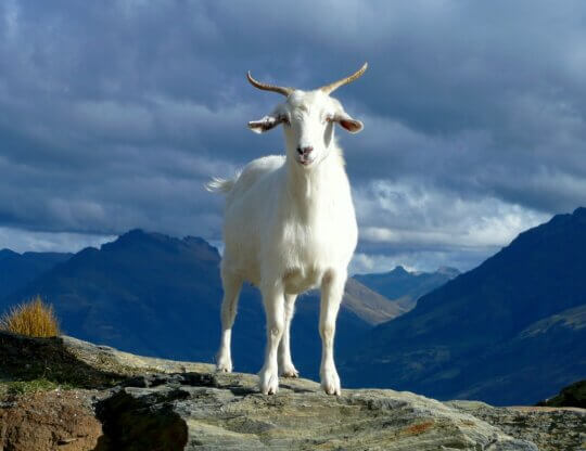 Image from Unsplash of a goat on a mountain