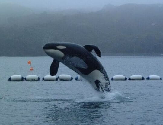 PETA-owned image of an orca in a seaside sanctuary