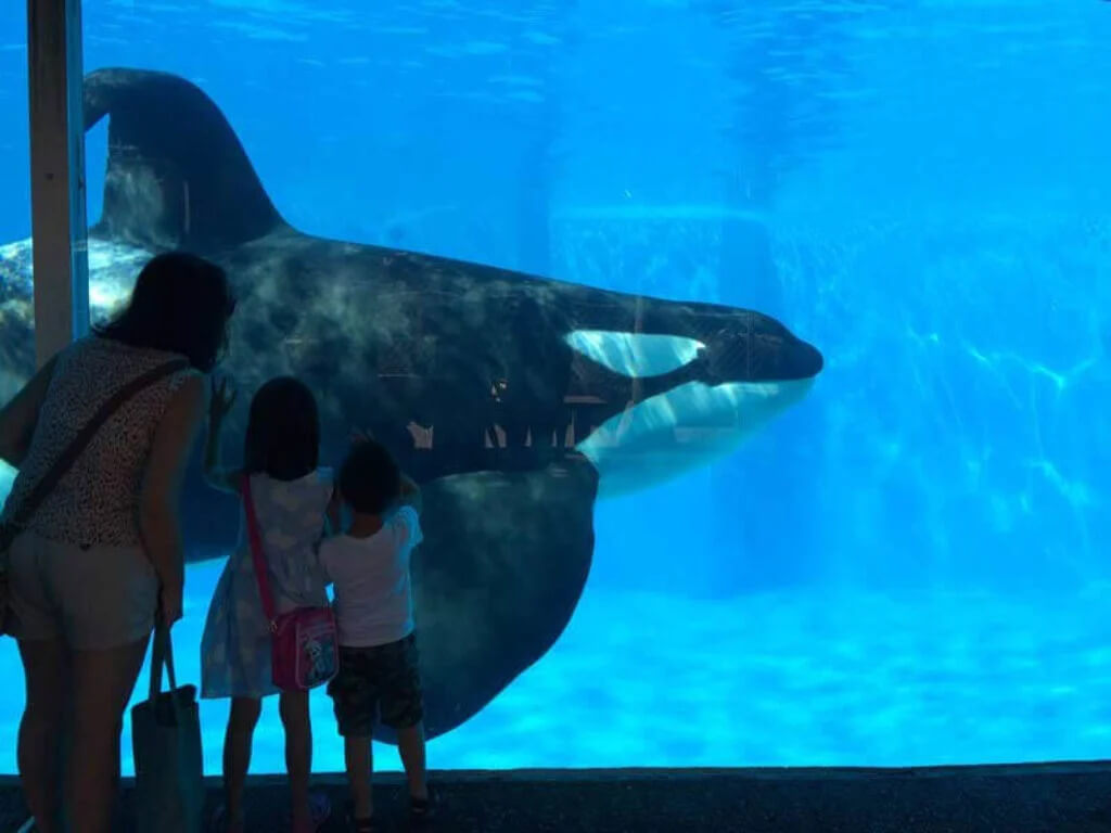 PETA-owned image of an orca in a tank