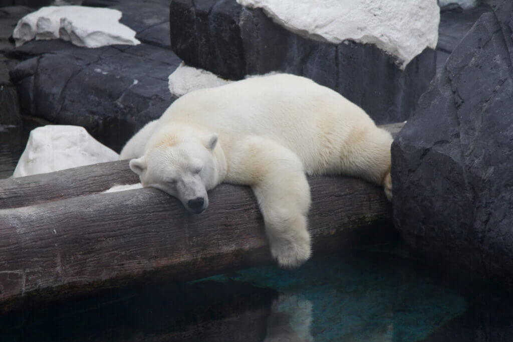 PETA-owned image of a polar bear at SeaWorld