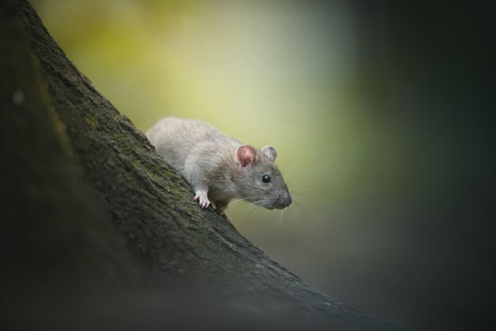 Image from Unsplash of a rat