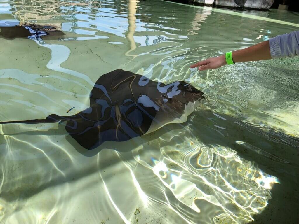 PETA-owned image of a ray in a touch tank