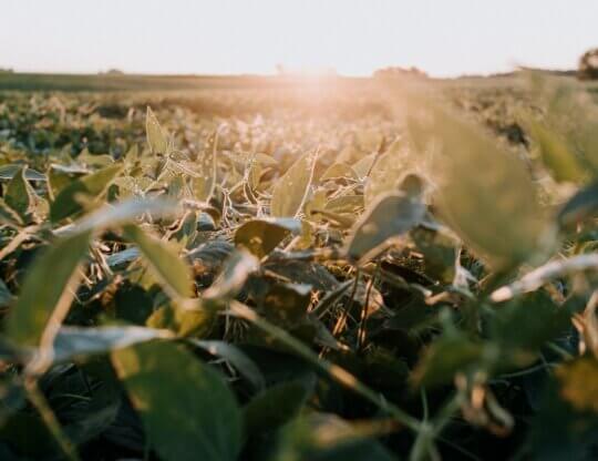 Image from Unsplash of a soybean field