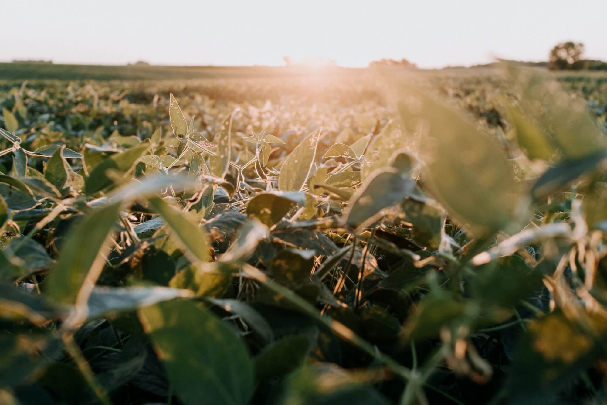 Image from Unsplash of a soybean field