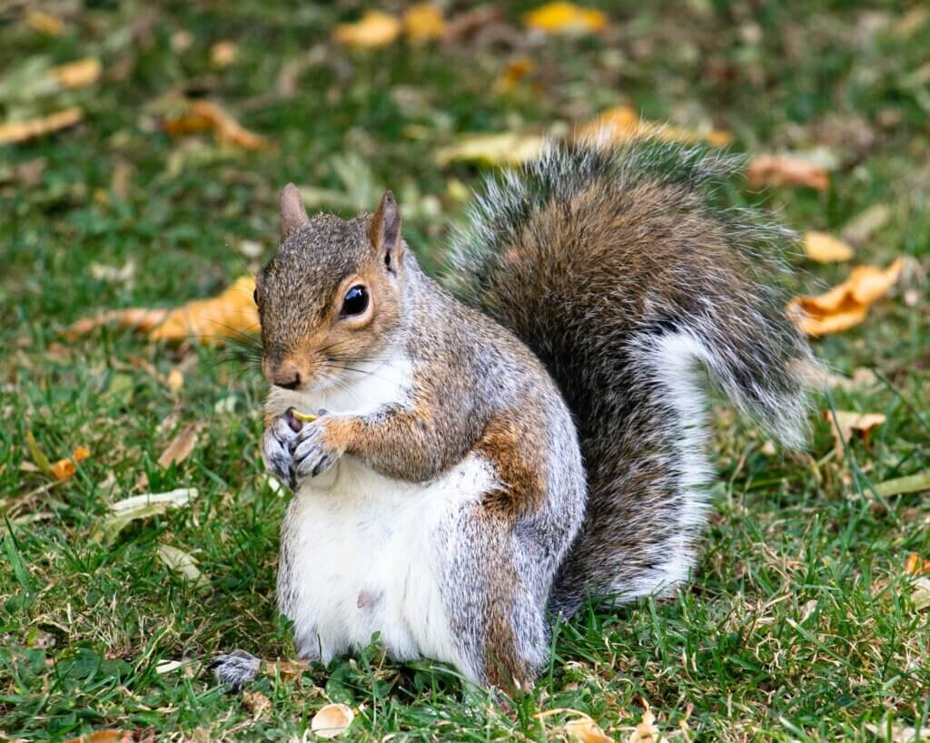 Image from Unsplash of a squirrel