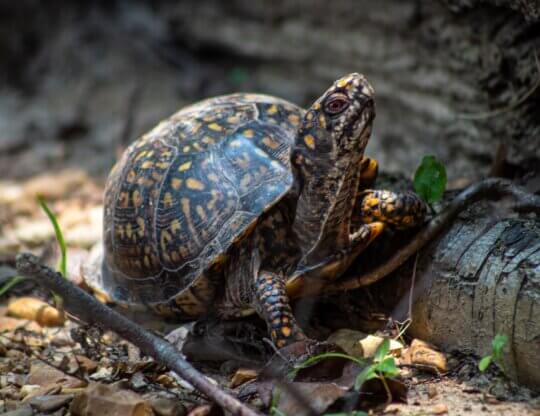 Image from Unsplash of a turtle for the featured image