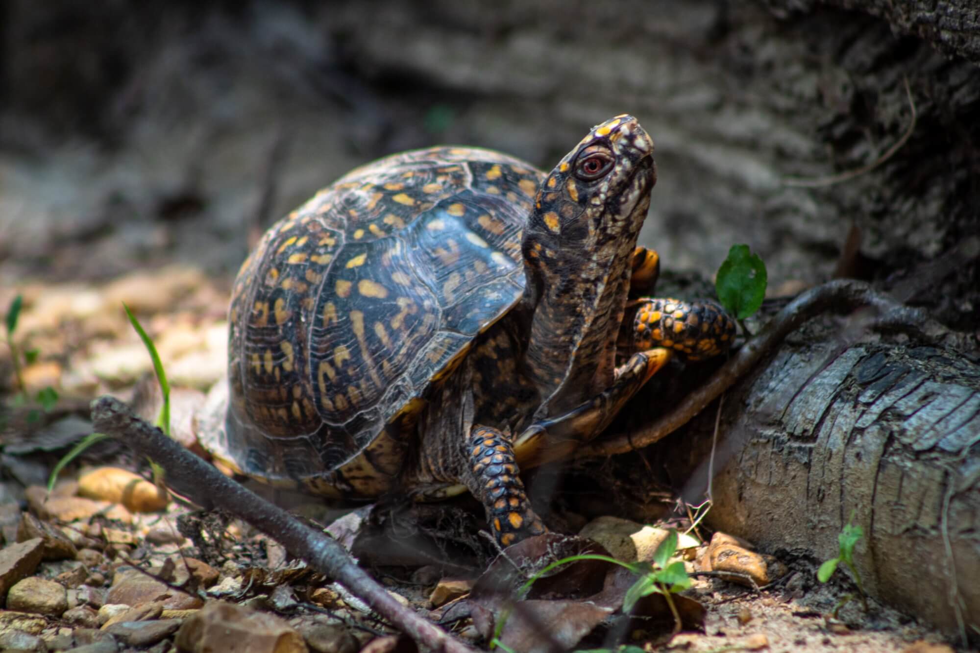 Image from Unsplash of a turtle for the featured image