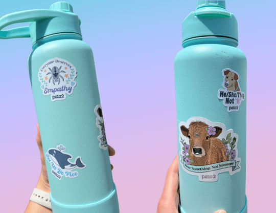 PETA-owned image created by HH of stickers on water bottles