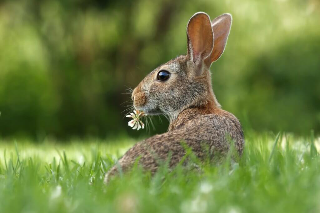 Image from Unsplash of a wild rabbit