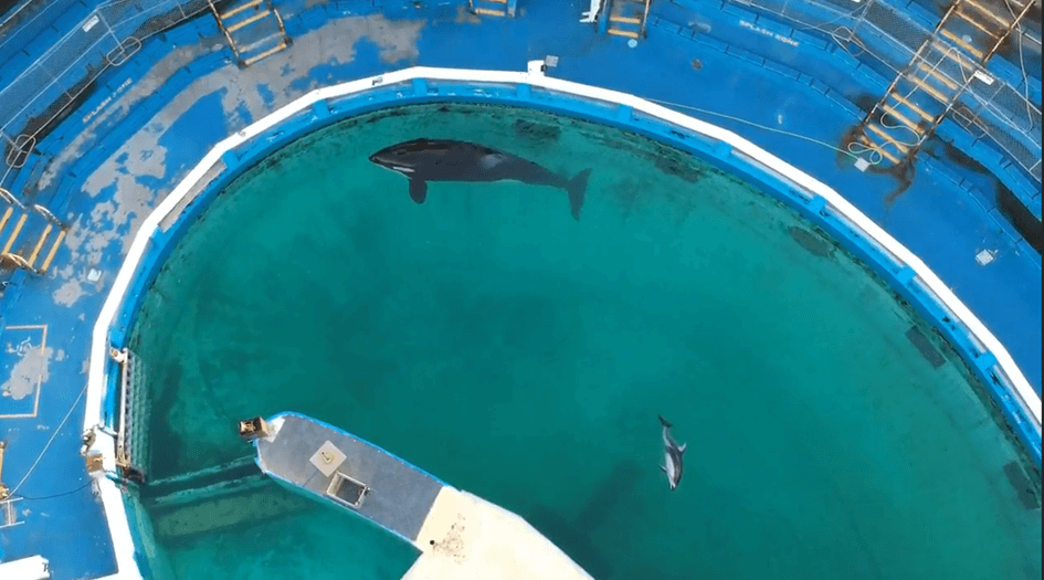 PETA-owned image of Li'i in a tank from https://www.peta.org/action/action-alerts/miami-seaquarium-release-dolphins/