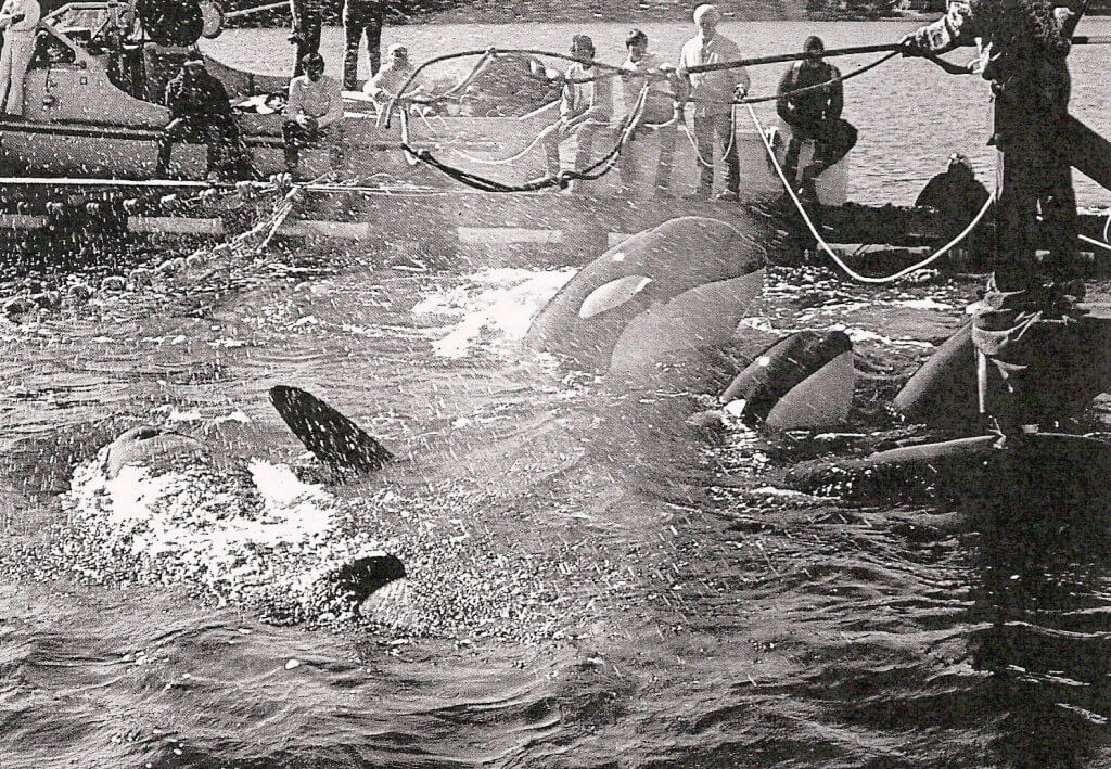 Lolita being captured