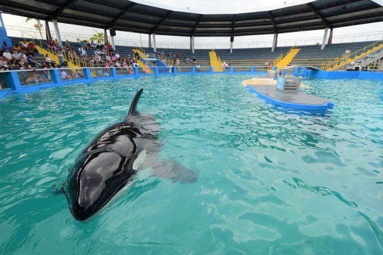 Lolita In Tank
