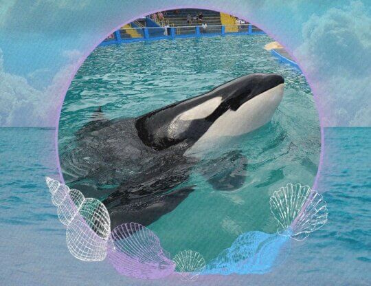 PETA-owned image of a RIP Lolita graphic from https://twitter.com/peta/status/1692711567278665830https://twitter.com/peta/status/1692711567278665830