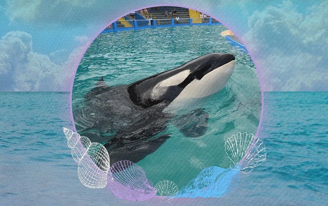 PETA-owned image of a RIP Lolita graphic from https://twitter.com/peta/status/1692711567278665830https://twitter.com/peta/status/1692711567278665830