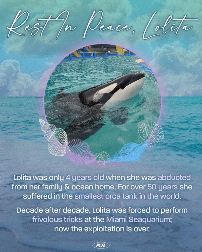 PETA-owned image of a RIP Lolita graphic from https://twitter.com/peta/status/1692711567278665830