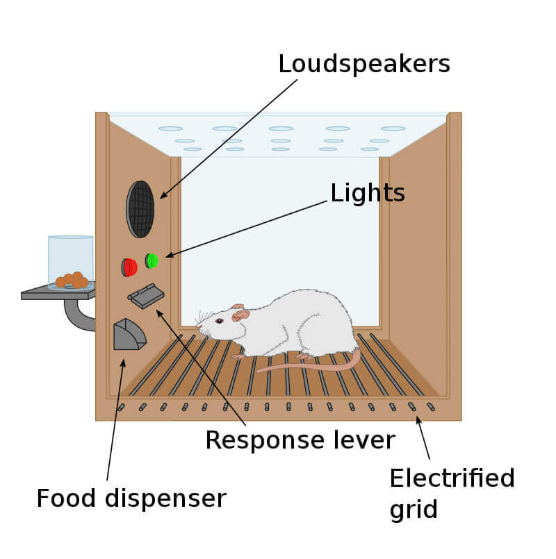 Image of the Simpson College experiment from https://www.peta.org/action/action-alerts/simpson-college-rats-psych-class/