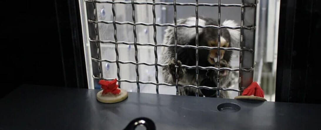 PETA-owned image of Xena in a cage from https://www.peta.org/blog/xena-marmoset-umass/