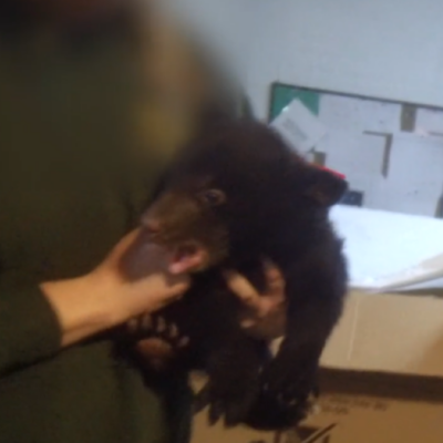 PETA-owned image of a bear cub from https://investigations.peta.org/bear-country-usa/
