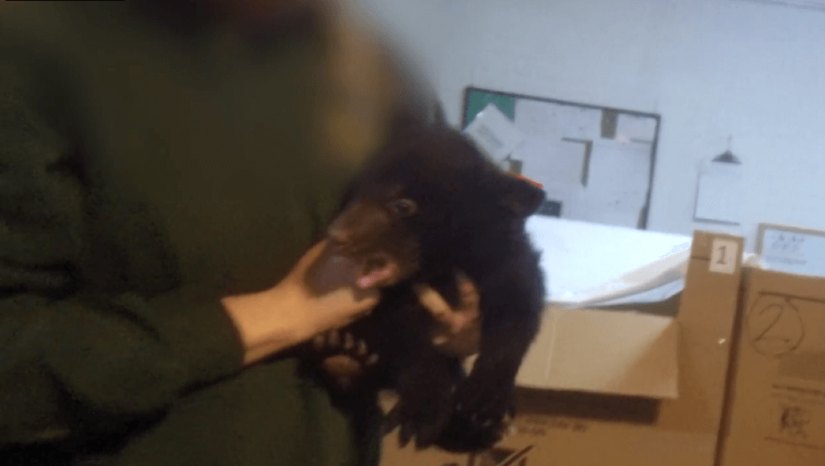 PETA-owned image of a bear cub from https://investigations.peta.org/bear-country-usa/