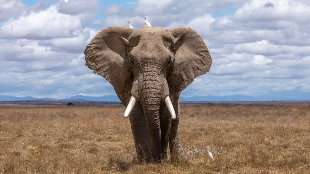 Image from Unsplash of an elephant